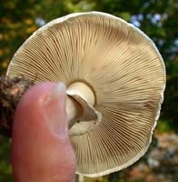 Leucoagaricus naucinus.